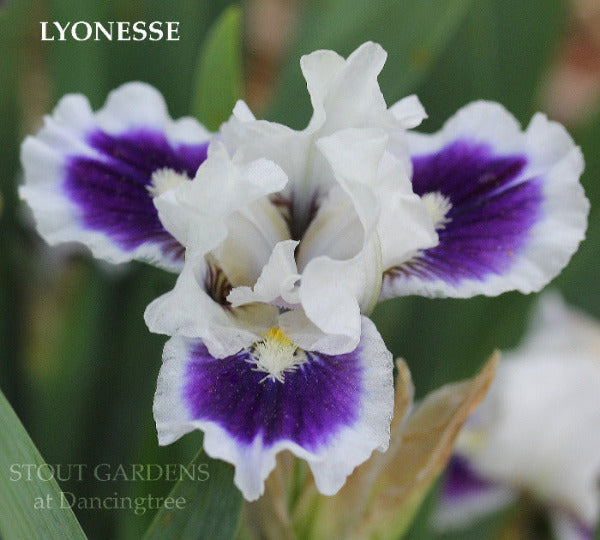 White and purple standard dwarf bearded iris flower, 'Lyonesse', available at 'Stout Gardens at Dancingtree'.