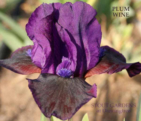 Purple standard dwarf bearded iris flower, 'Plum Wine' at 'Stout Gardens at Dancingtree'.