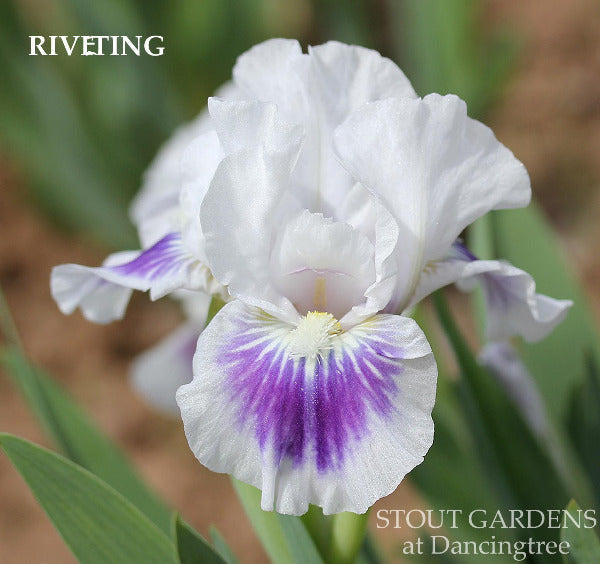 White standard dwarf bearded iris flower with purple spot, in the garden at 'Stout Gardens at Dancingtree'.