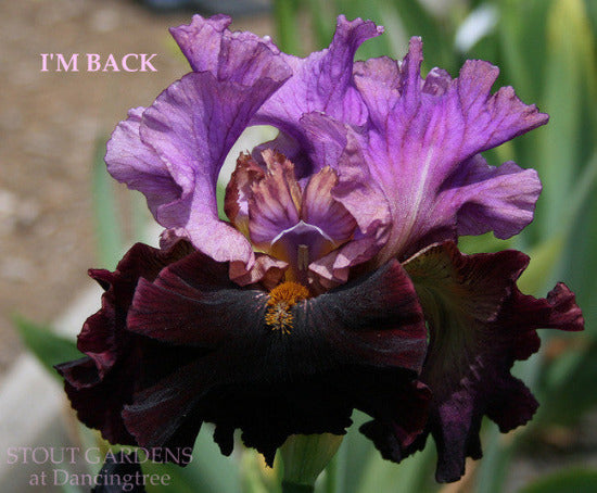 Iris 'I'M BACK', a light and dark purple bi-tone tall bearded iris is displayed at 'Stout Gardens At Dancingtree'.