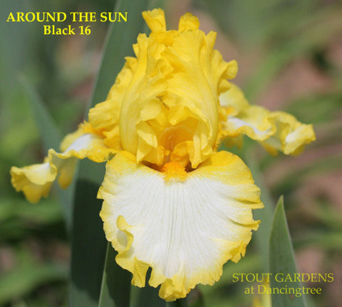 Iris Around The Sun