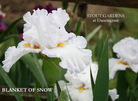 Iris Blanket Of Snow