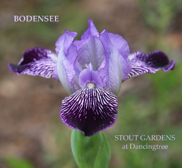 Purple miniature tall bearded iris flower called 'Bodensee' at 'Stout Gardens at Dancingtree' text.