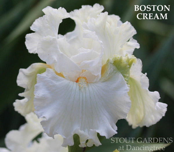 White tall bearded iris flower with 'Boston Cream' label and 'Stout Gardens at Dancingtree' text.