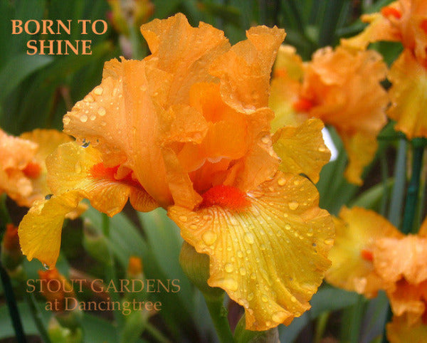 Bright orange tall bearded iris flower, 'BORN TO SHINE', at 'Stout Gardens at Dancingtree'.