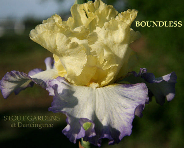 Close-up of tall bearded iris 'BOUNDLESS' showing yellow, white and violet colors at 'Stout Gardens at Dancingtree'.