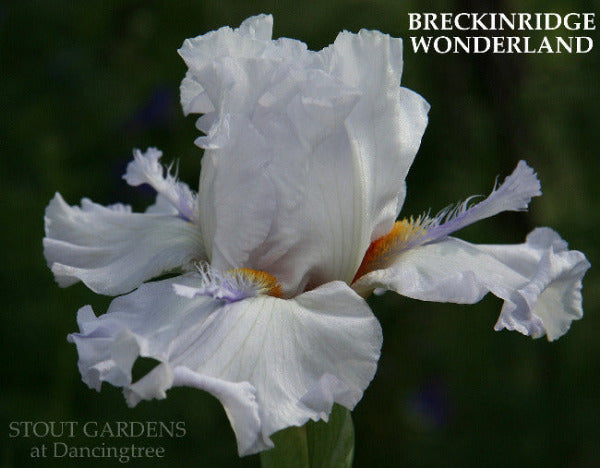 Close up of tall bearded, space-age iris 'Breckenridge Wonderland' showing white flowers with light violet horns at 'Stout Gardens At Dancingtree'.