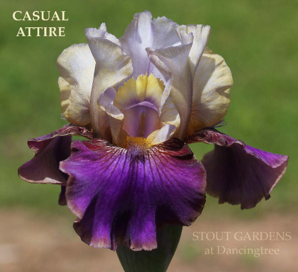Purple and Gray-blue intermediate bearded iris flower named 'Casual Attire' available at 'Stout Gardens at Dancingtree'.