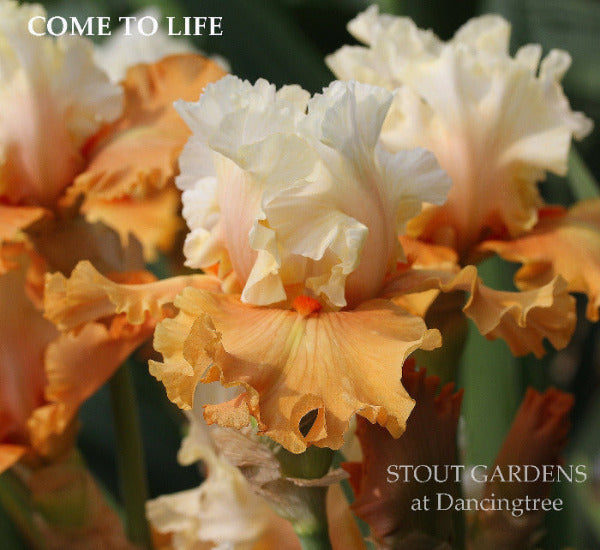 Close-up of tall bearded iris 'Come To Life' with orange and white flowers at 'Stout Gardens at Dancingtree'.