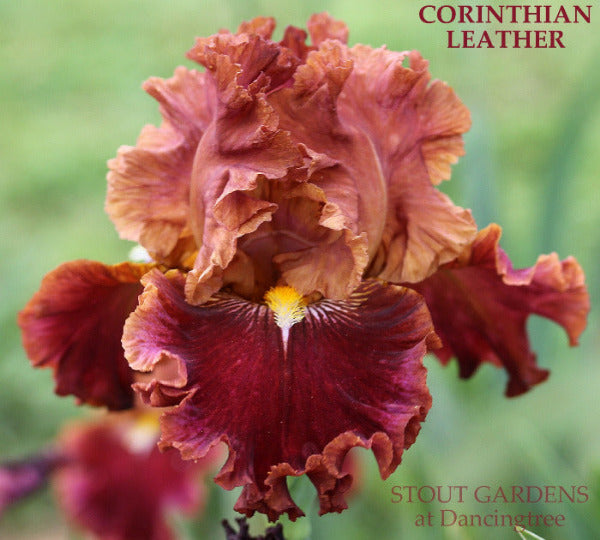 A close-up image of 'Corinthian Leather' iris flower with red standards, copper arms and rich red falls. At 'Stout Gardens at Dancingtree'.