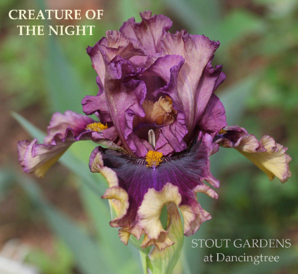 A close-up image of tall bearded iris 'Creature Of The Night' flower with a dark purple coloration and a champagne yellow border at 'Stout Gardens At Dancingtree'.