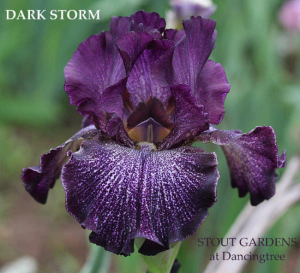 A dark purple on white ground tall bearded iris flower with a lumi-plic pattern, displayed at 'Stout Gardens At Dancingtree'.