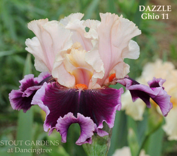 Close-up of tall bearded iris 'Dazzle' showing light pink standards over dark purple falls and light edge. At 'Stout Gardens At Dancingtree'.