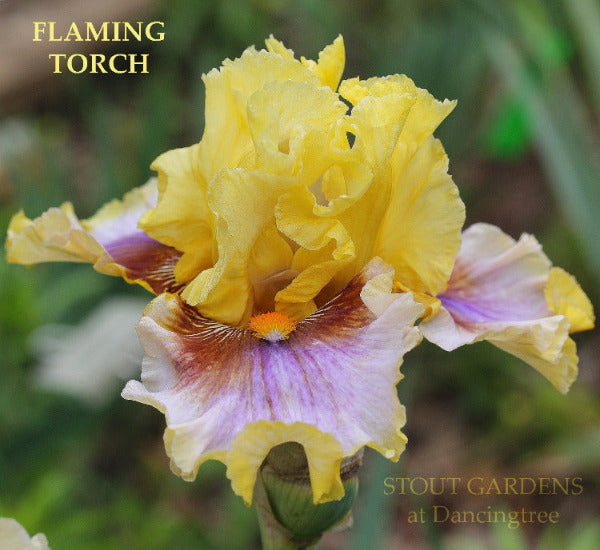 A close-up image of a yellow tall bearded iris flower with a lavender wash and red brown hafts, labeled as 'Flaming Torch', at 'Stout Gardens At Dancingtree'.