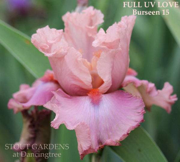 Pink tall bearded iris 'Full Uv Love' displayed at 'Stout Gardens At Dancingtree'.