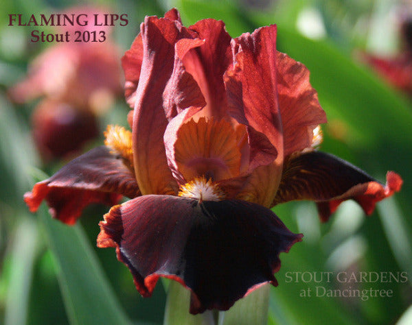 Close-up of red standard dwarf bearded iris 'Flaming Lips' at 'Stout Gardens at Dancingtree'.