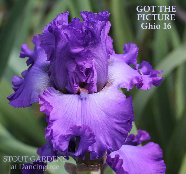 Purple tall bearded iris flower 'GOT THE PICTURE by Ghio available at 'Stout Gardens at Dancingtree'.