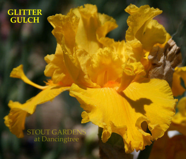 Close-up of gold orange tall bearded iris 'Glitter Gulch' at 'Stout Gardens at Dancingtree'.