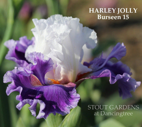White and purple tall bearded iris flower 'Harley Jolly' by 'Burseen', showing big purple flounces. Sourced from 'Stout Gardens at Dancingtree'.