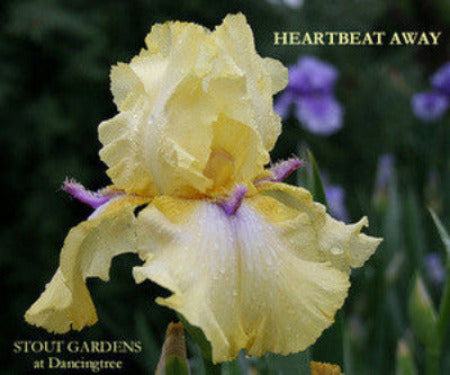 Tall bearded iris 'HEARTBEAT AWAY' is shown, a yellow novelty, space-age iris with purple horns at 'Stout Gardens At Dancingtree'.