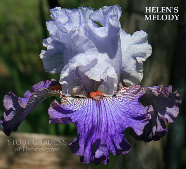 Tall bearded iris 'Helen's Melody' by Stout is shown displaying White and blue violet flower with heavy veining in falls and orange beard. Available at 'Stout Gardens At Dancingtree'.