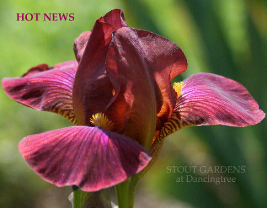 Miniature tall bearded iris 'HOT NEWS' is shown, a solid reddish purple flower at 'Stout Gardens At Dancingtree'.