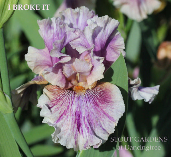 Close-up of a purple and white broken color, tall bearded iris flower called 'I Broke It' is displayed at 'Stout Gardens At Dancingtree'.