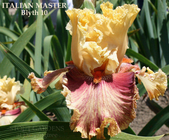 Iris ITALIAN MASTER