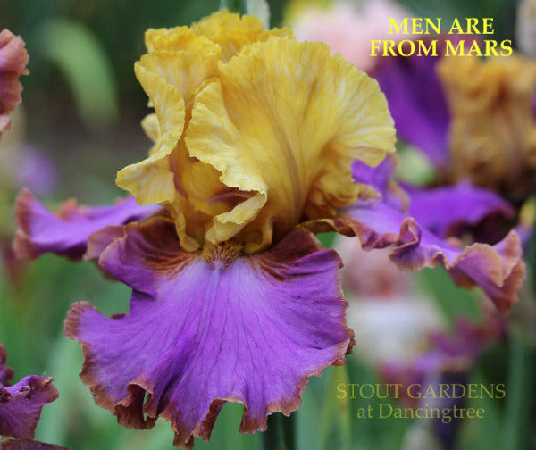 A close-up image of a tall bearded iris flower 'Men Are From Mars' with a blend of purple and yellow colors, featuring chestnut hafts at 'Stout Gardens At Dancingtree'.