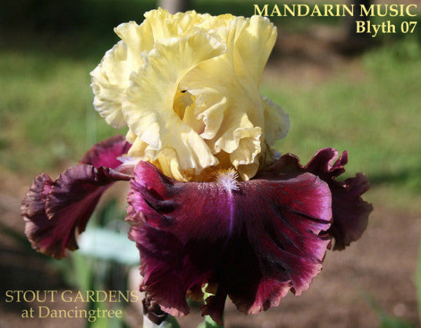 Tall bearded iris 'Mandarin Music' close-up displaying yellow over deep ruby purple falls with pink edge. Available at 'Stout Gardens At Dancingtree'.