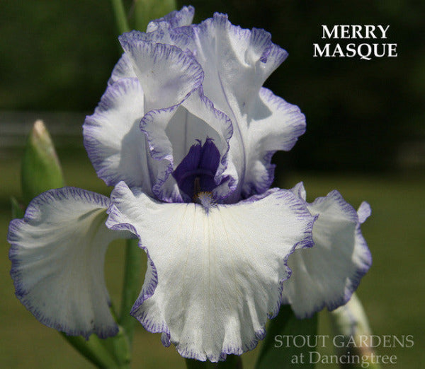 Close-up of tall bearded iris 'MERRY MASQUE' showing white with light purple plicata pattern at 'Stout Gardens At Dancingtree'.