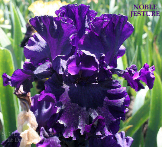 Close-up of tall bearded iris 'NOBLE GESTURE' showing ruffled, dark purple flower at 'Stout Gardens At Dancingtree'.