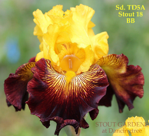 Yellow and burgundy border border iris named 'Out Loud' by Hugh Stout Jr. available at 'Stout Gardens at Dancingtree'.