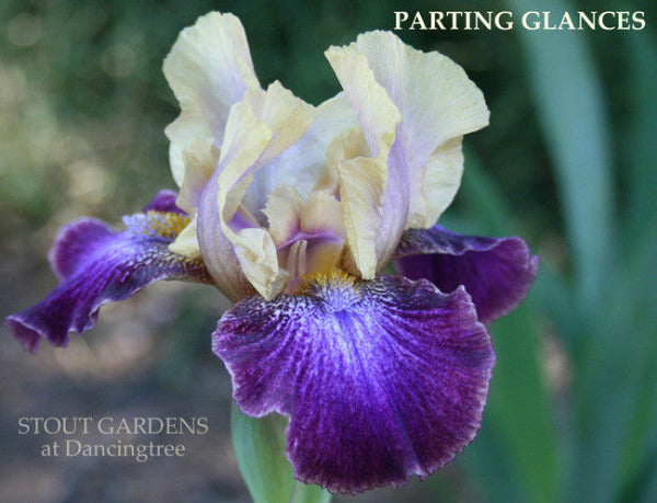 Purple and white intermediate bearded iris flower named 'Parting Glances' in the garden at 'Stout Gardens at Dancingtree'.