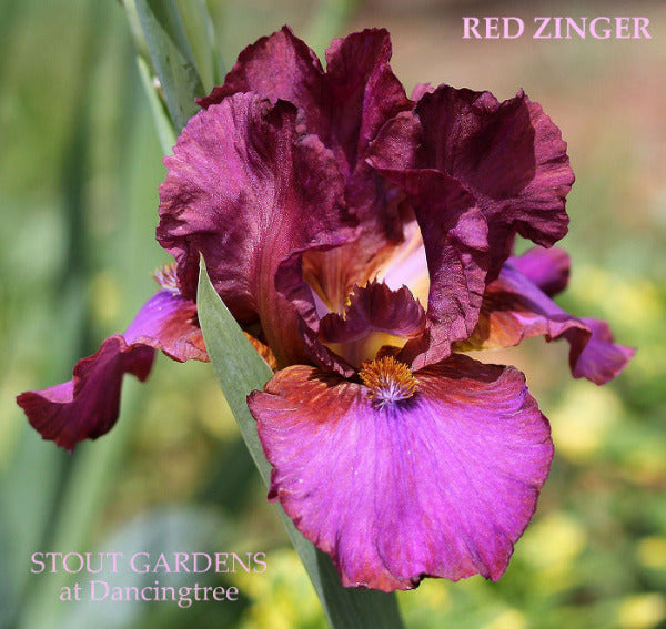 Red and purple intermediate bearded iris flower named 'Red Zinger' at 'Stout Gardens at Dancingtree'.