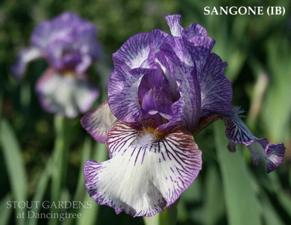 Purple and white plicata intermediate bearded iris flower named 'SANGONE' in the garden at 'Stout Gardens at Dancingtree'.