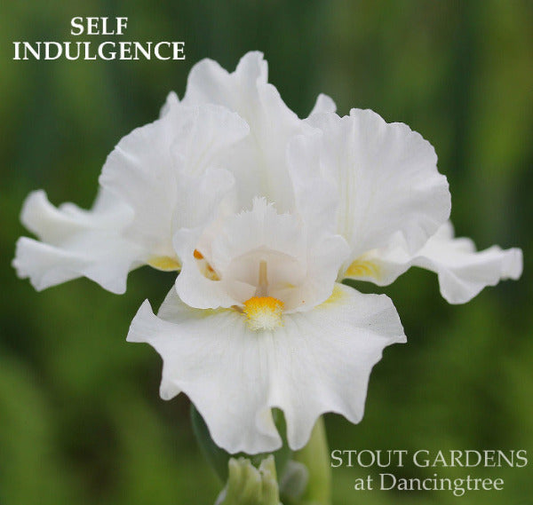 White intermediate bearded iris flower named 'SELF INDULGENCE' at 'Stout Gardens at Dancingtree'.