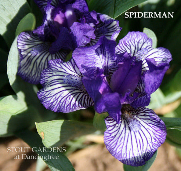 Close-up of purple and white striped standard dwarf bearded iris flowers called 'Spiderman' in the garden 'Stout Gardens at Dancingtree'.