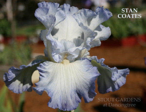 Iris STAN COATES
