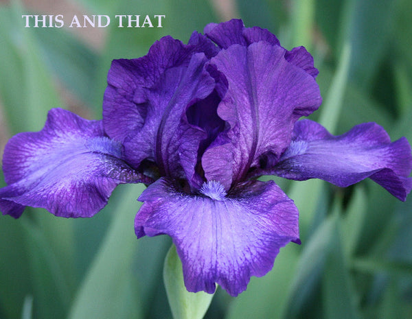 Purple intermediate bearded iris flower named 'This and That' in the garden at 'Stout Gardens at Dancingtree'.