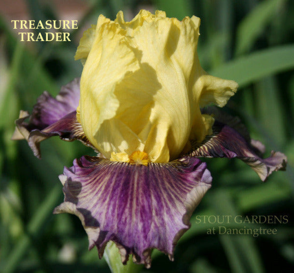 A close-up image of a tall bearded iris with a lemon yellow flower and burgundy-red to dark blending in the falls, at 'Stout Gardens At Dancingtree'.