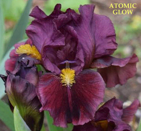 Iris Atomic Glow