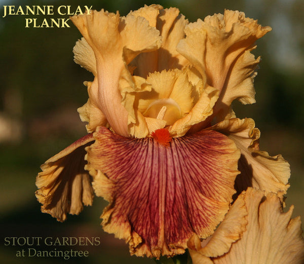 Iris Jeanne Clay Plank