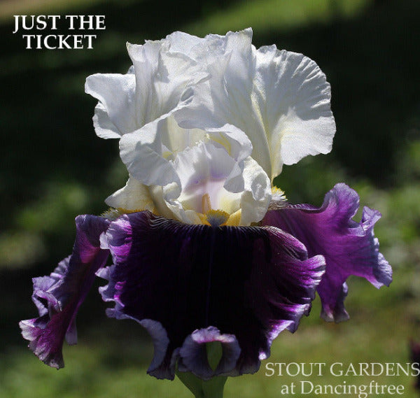 Iris Just The Ticket