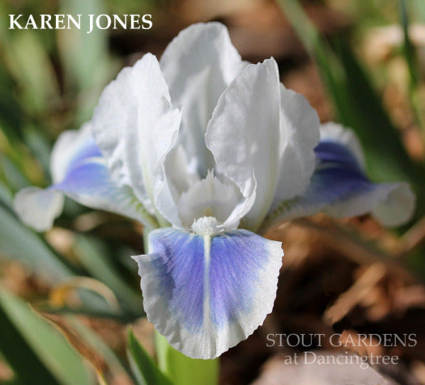 Iris Karen Jones