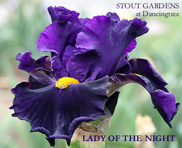 Iris LADY OF THE NIGHT