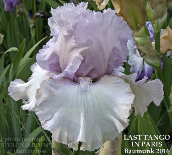 Iris Last Tango In Paris