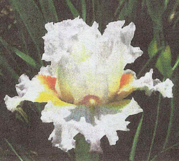 Iris Lemondrop Lollipop