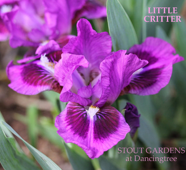 Iris Little Critter