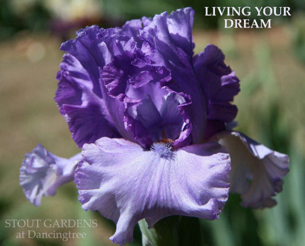 Iris Living Your Dream